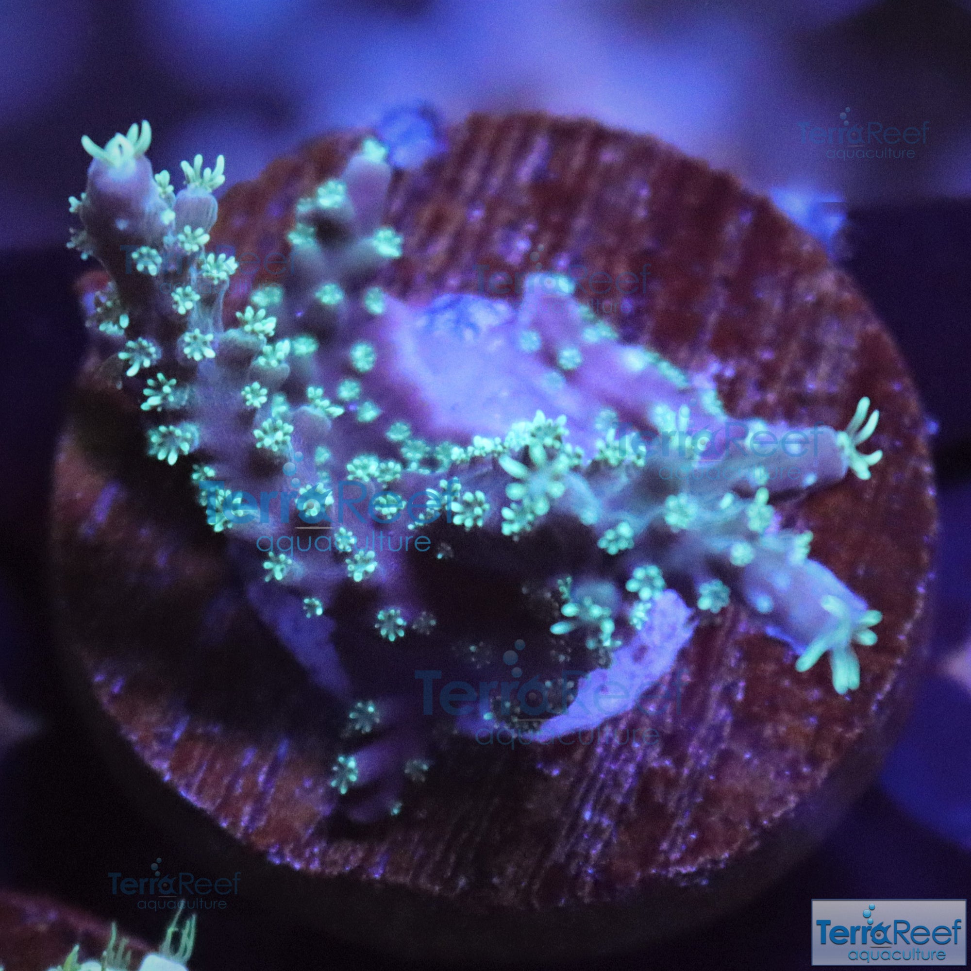 TerraReef Weedy Acropora Coral Stock (possibly "Scripps Acro"?)