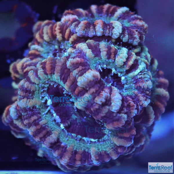 Teal Micromussa lordhowensis Premium "Acan lord" Coral Frag Stock