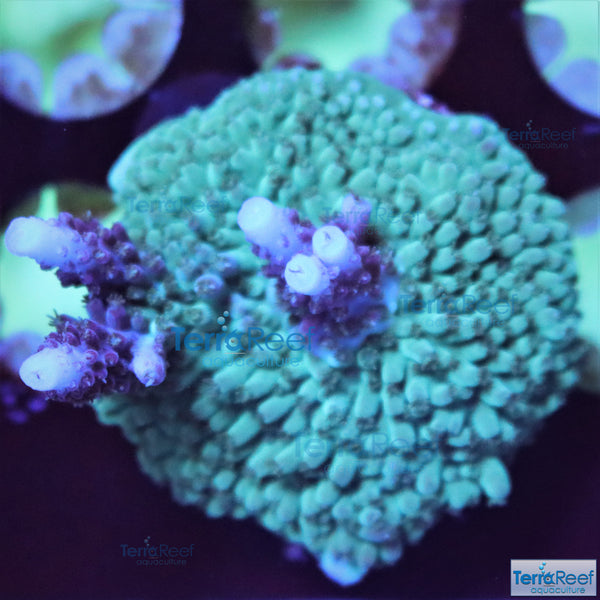 Blue tip Acropora Stock