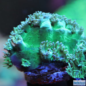 Pagoda cup coral (Turbinaria sp.) WYSIWYG Frag 21