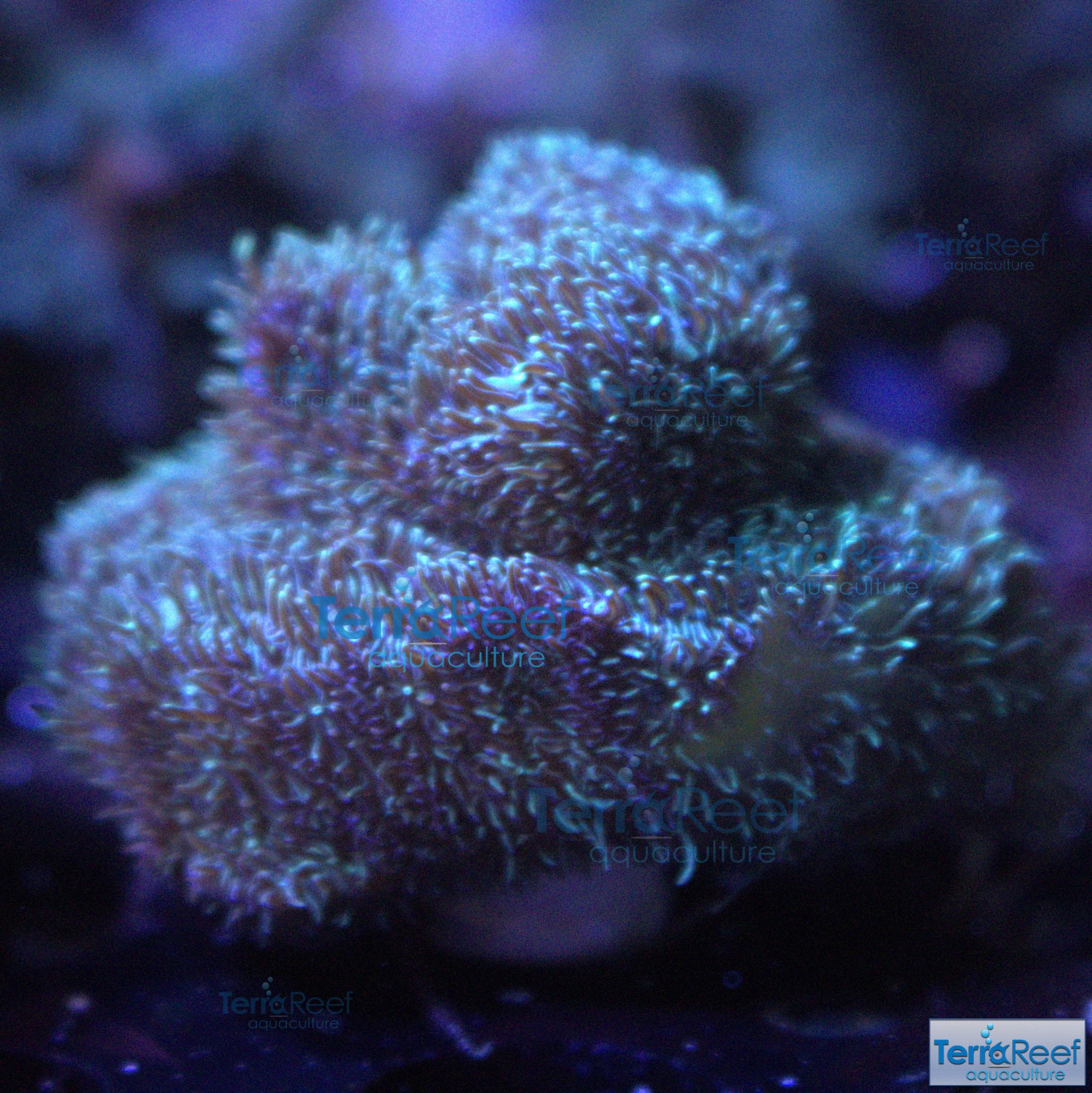 "Shaggy couch Pavona coral" WYSIWYG 7