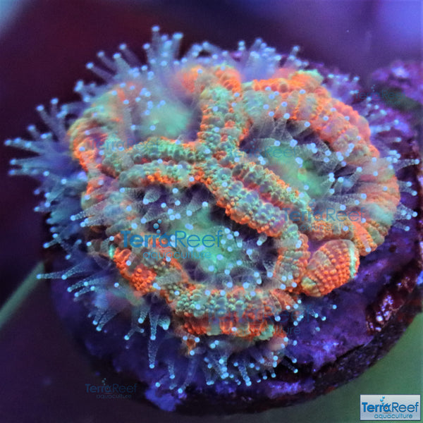 Raging Storm Micromussa coral stock