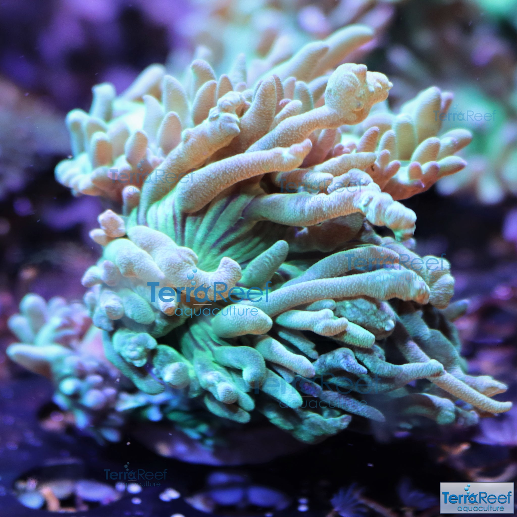 Duncan Coral Duncanopsammia axigua WYSIWYG 14BoF