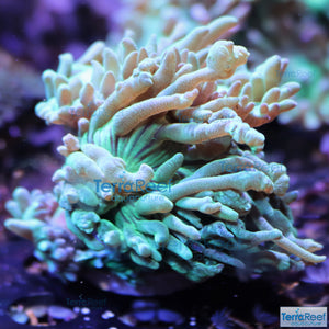 Duncan Coral Duncanopsammia axigua WYSIWYG 14BoF