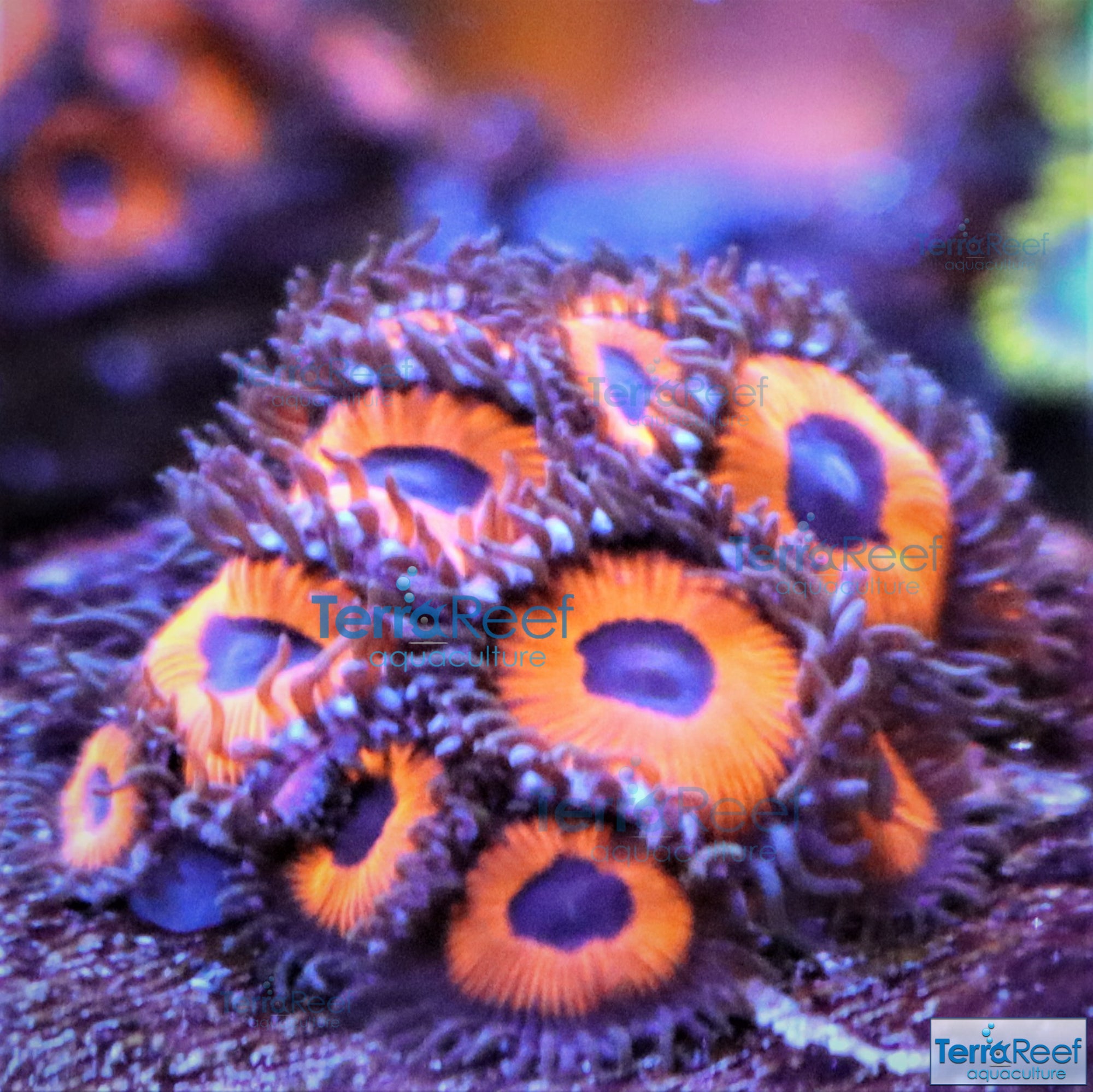 Red Zoanthids Frag Stock