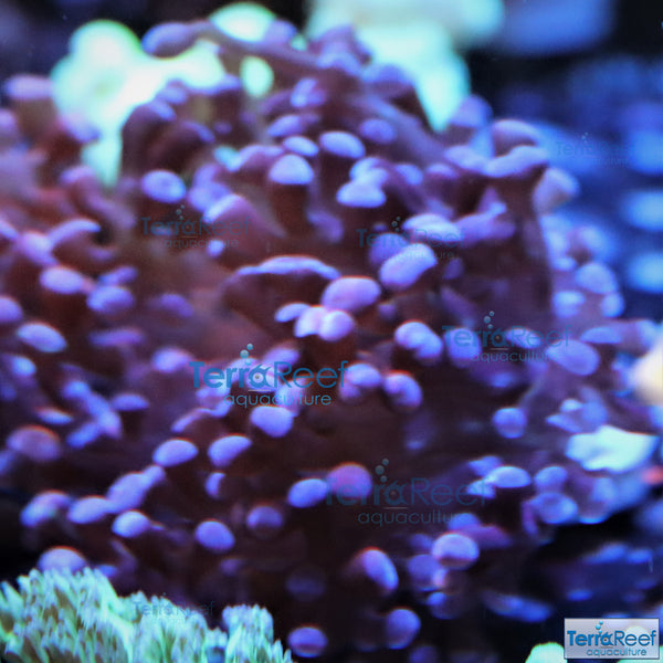 TerraReef Sweet Purple Frogspawn Coral Frag Stock