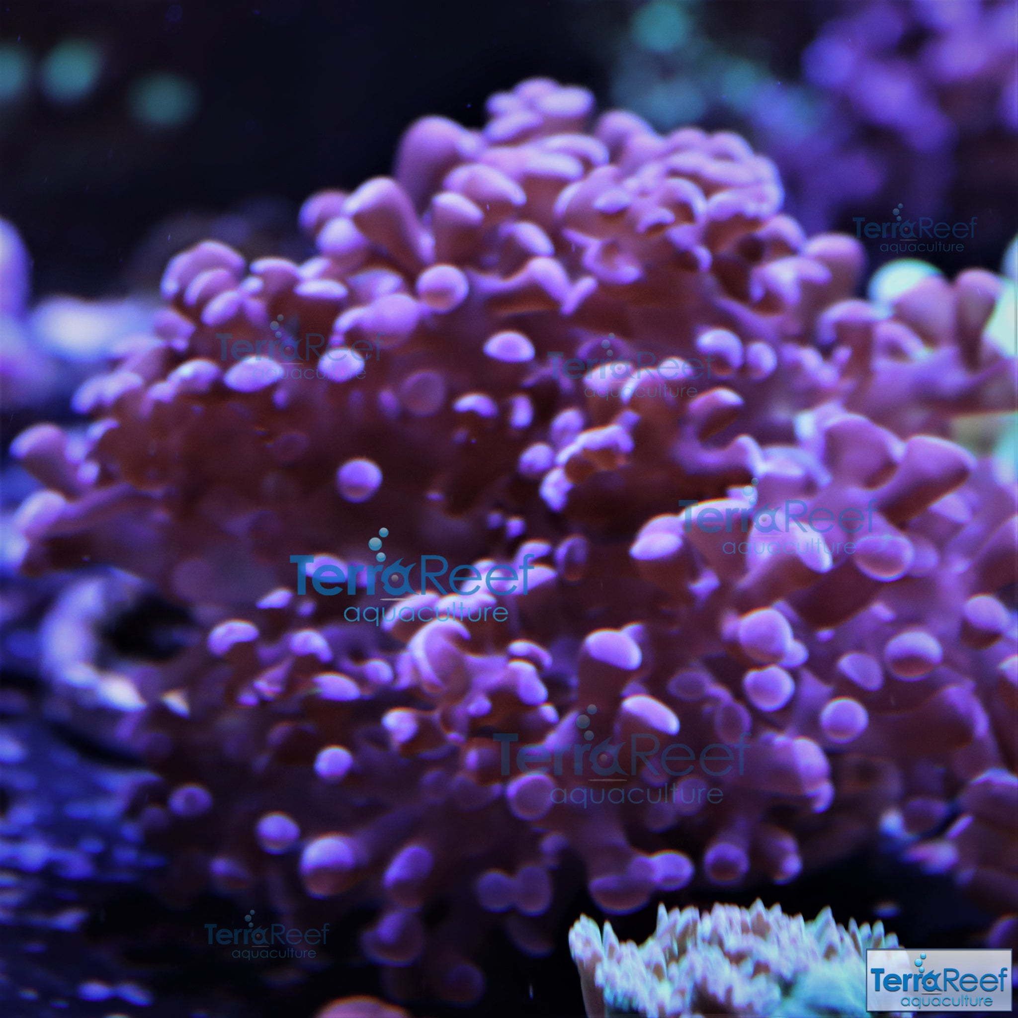 TerraReef Sweet Purple Frogspawn Coral Frag Stock