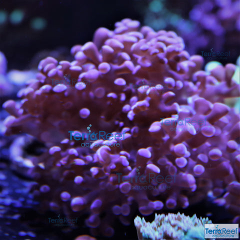 TerraReef Sweet Purple Frogspawn Coral Frag Stock