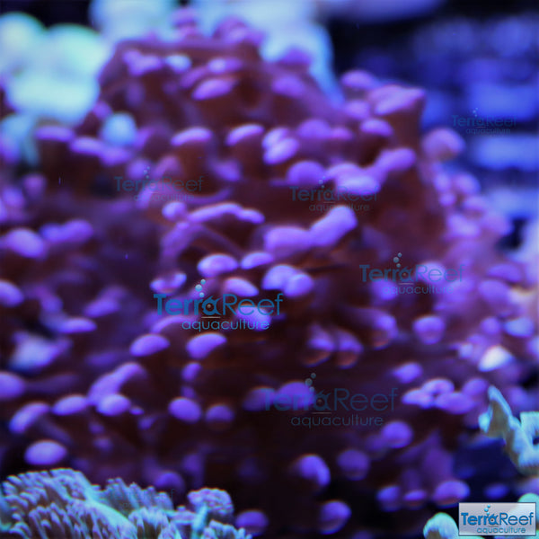 TerraReef Sweet Purple Frogspawn Coral Frag Stock