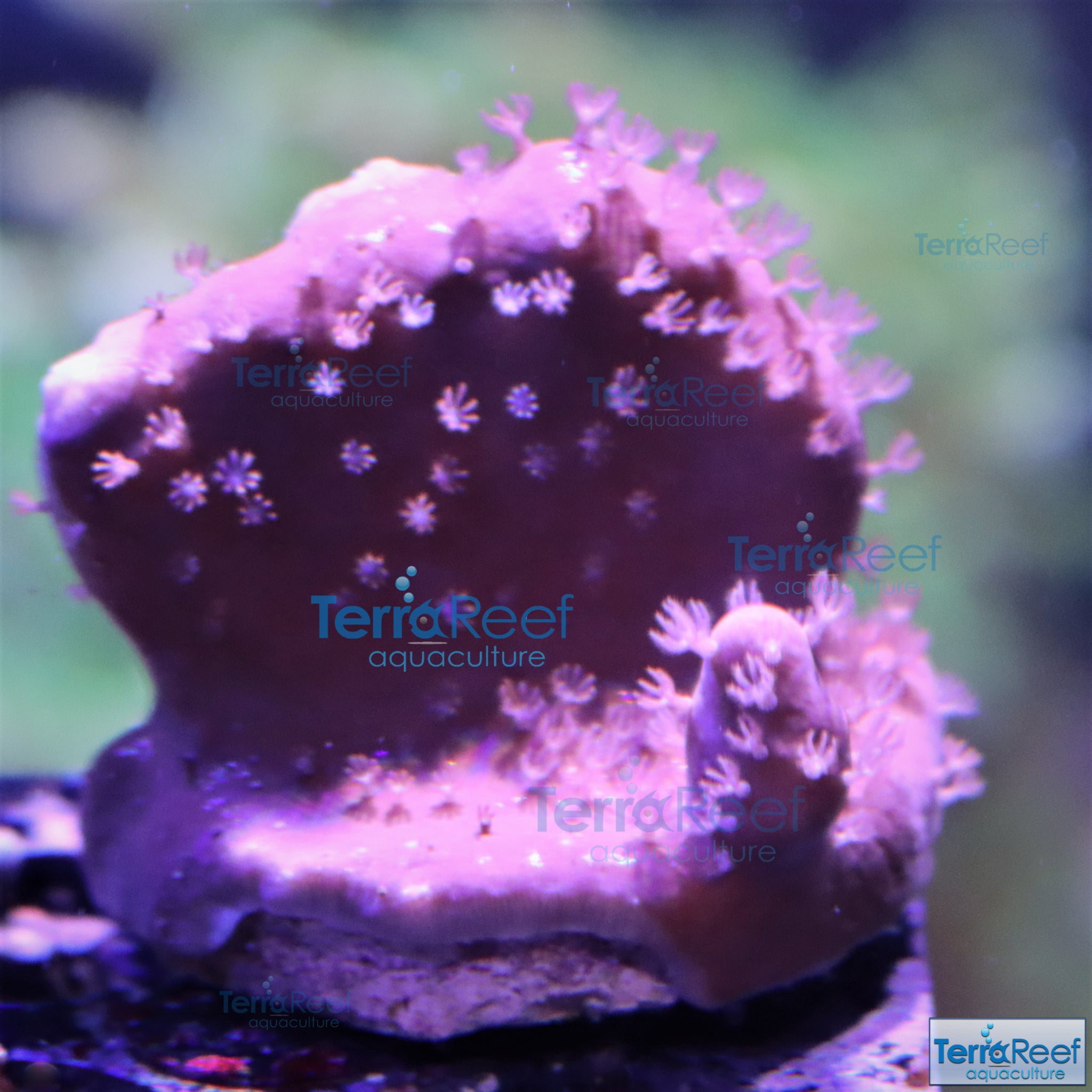 Blue ridge coral WYSIWYG Frag 10