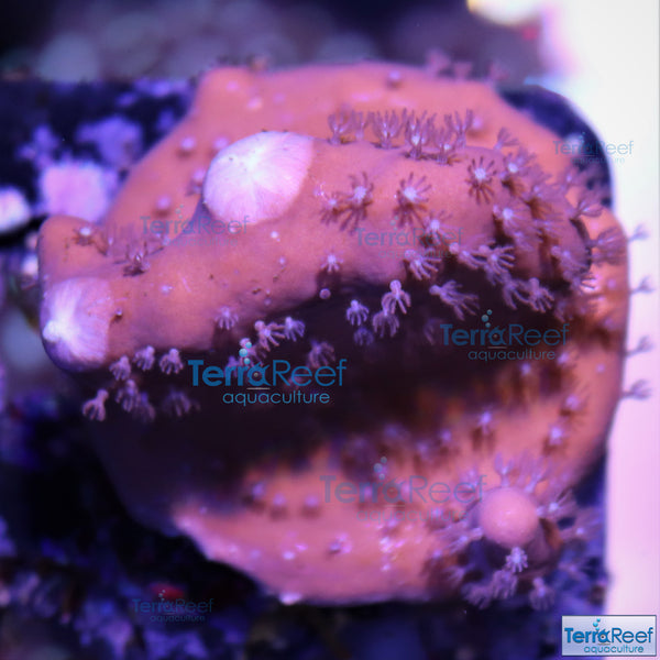 Blue ridge coral WYSIWYG Frag 10