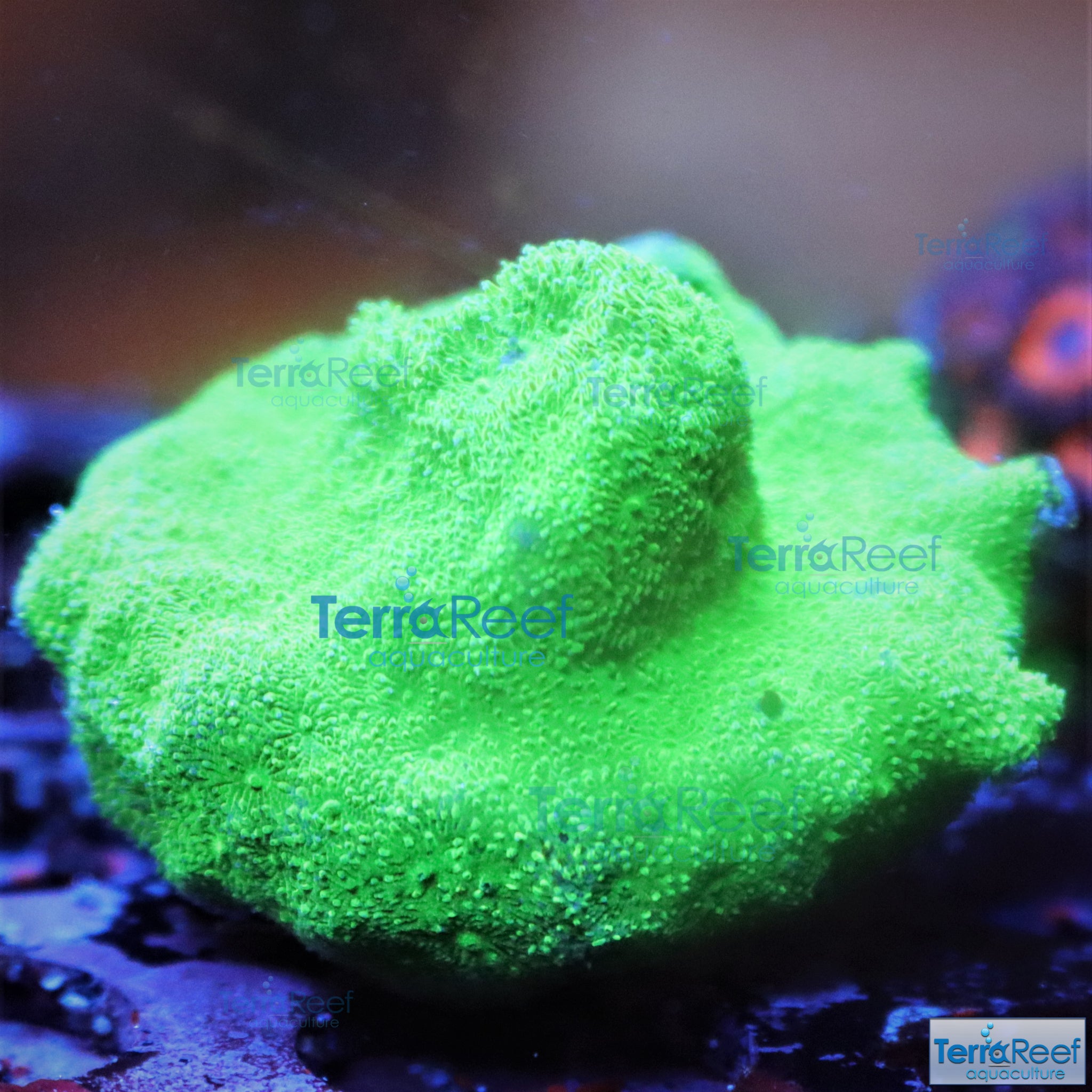 Green Psammocora Frag WYSIWYG 10