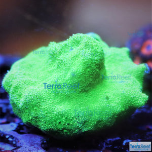 Green Psammocora Frag WYSIWYG 10