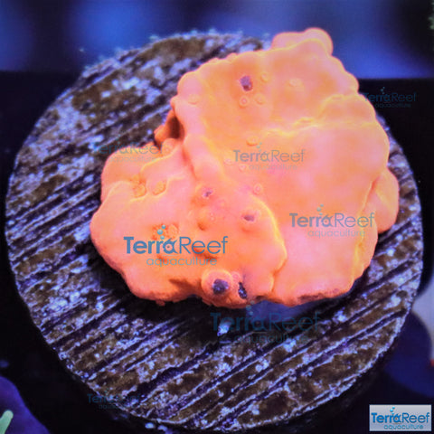Setosa Coral WYSIWYG Frag 20
