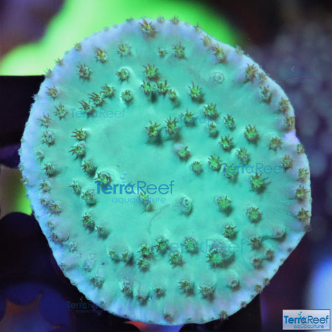 Green Scroll WYSIWYG Coral Frag 11