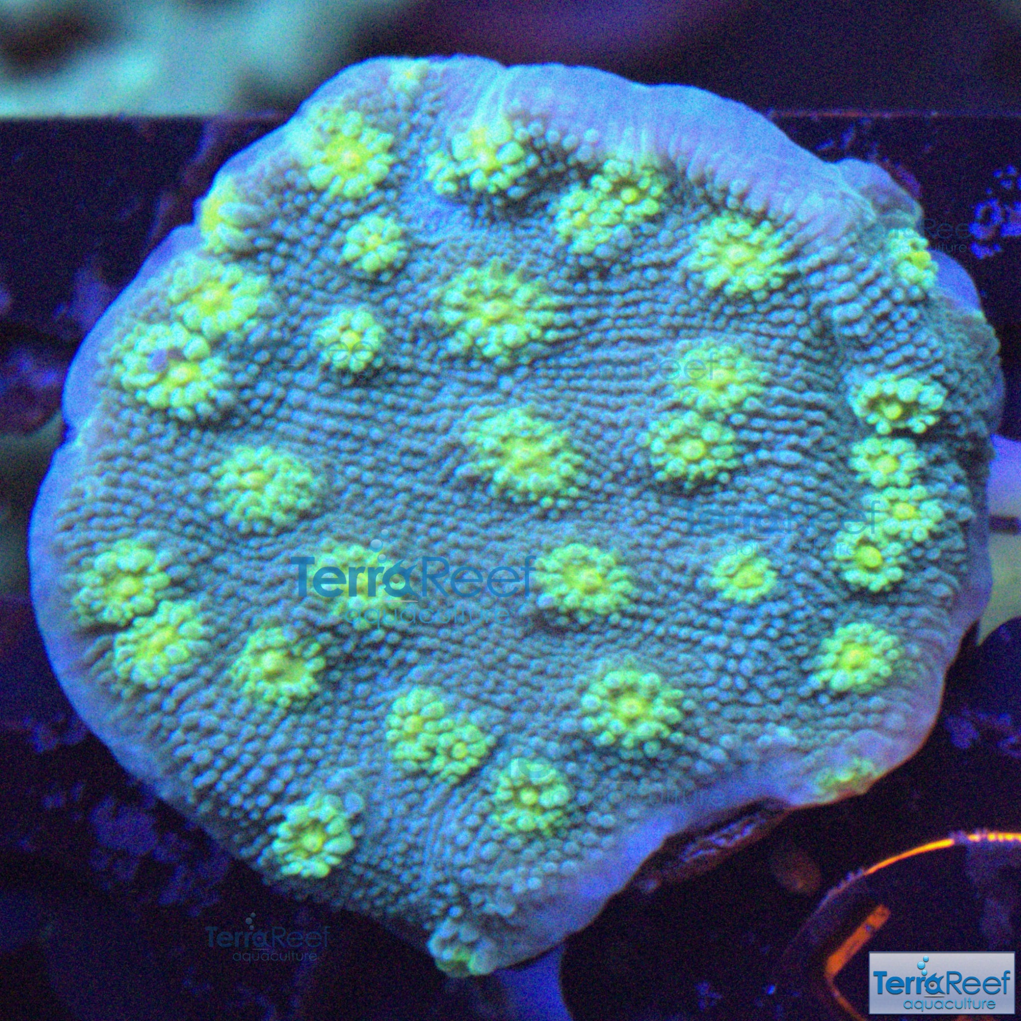 Sprung Stunner Chalice WYSIWYG Frag 15