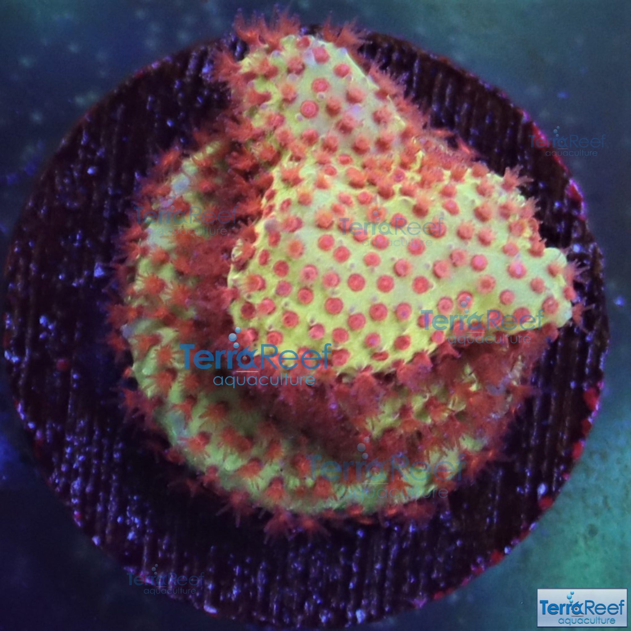 [廃盤] イハラカンタロウ　CORAL ACI Cultured Fireball Stylocoeniella Coral (3/4