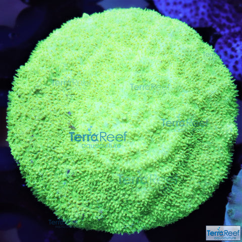 Green Psammocora Frag WYSIWYG 9SiR