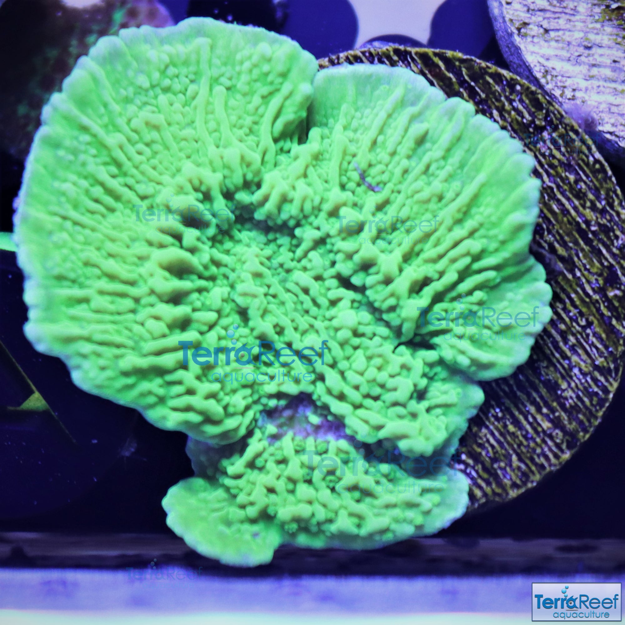 Green Montipora capricornis Frag Stock