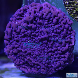 ORA Purple Montipora capricornis Frag WYSIWYG Frag 14