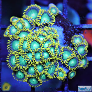 Radioactive Dragon Eyes Zoanthids WYSIWYG Frag 23