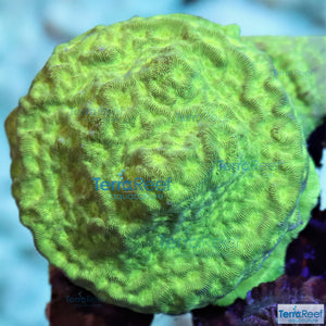 Green Leptoseris WYSIWYG Coral Frag 17