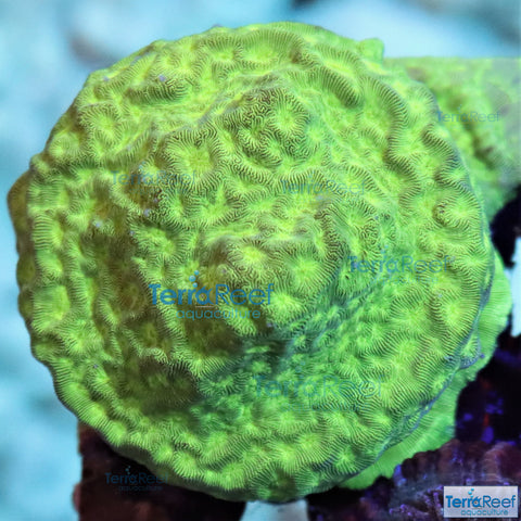 Green Leptoseris WYSIWYG Coral Frag 17