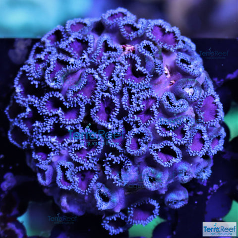Purple Death Paly WYSIWYG Frag 30