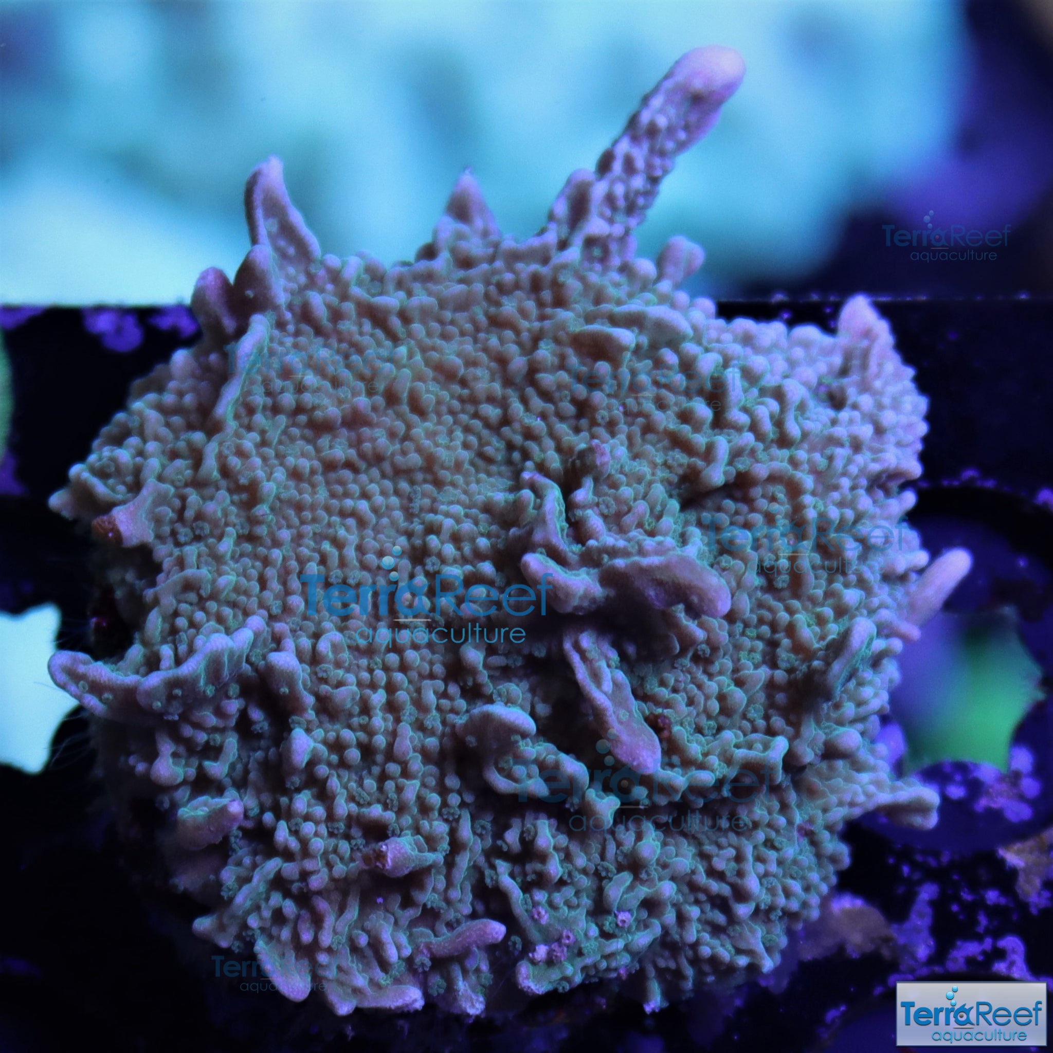 Elkhorn Montipora Frag WYSIWYG 10