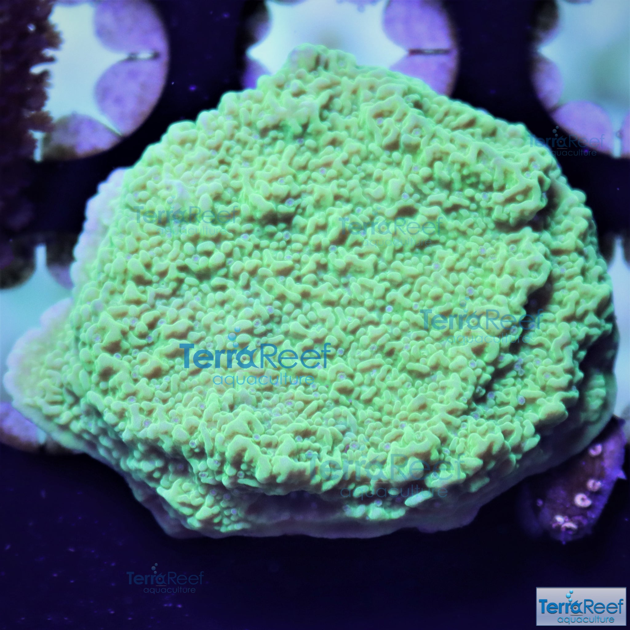 Green Montipora capricornis WYSIWYG Frag 18