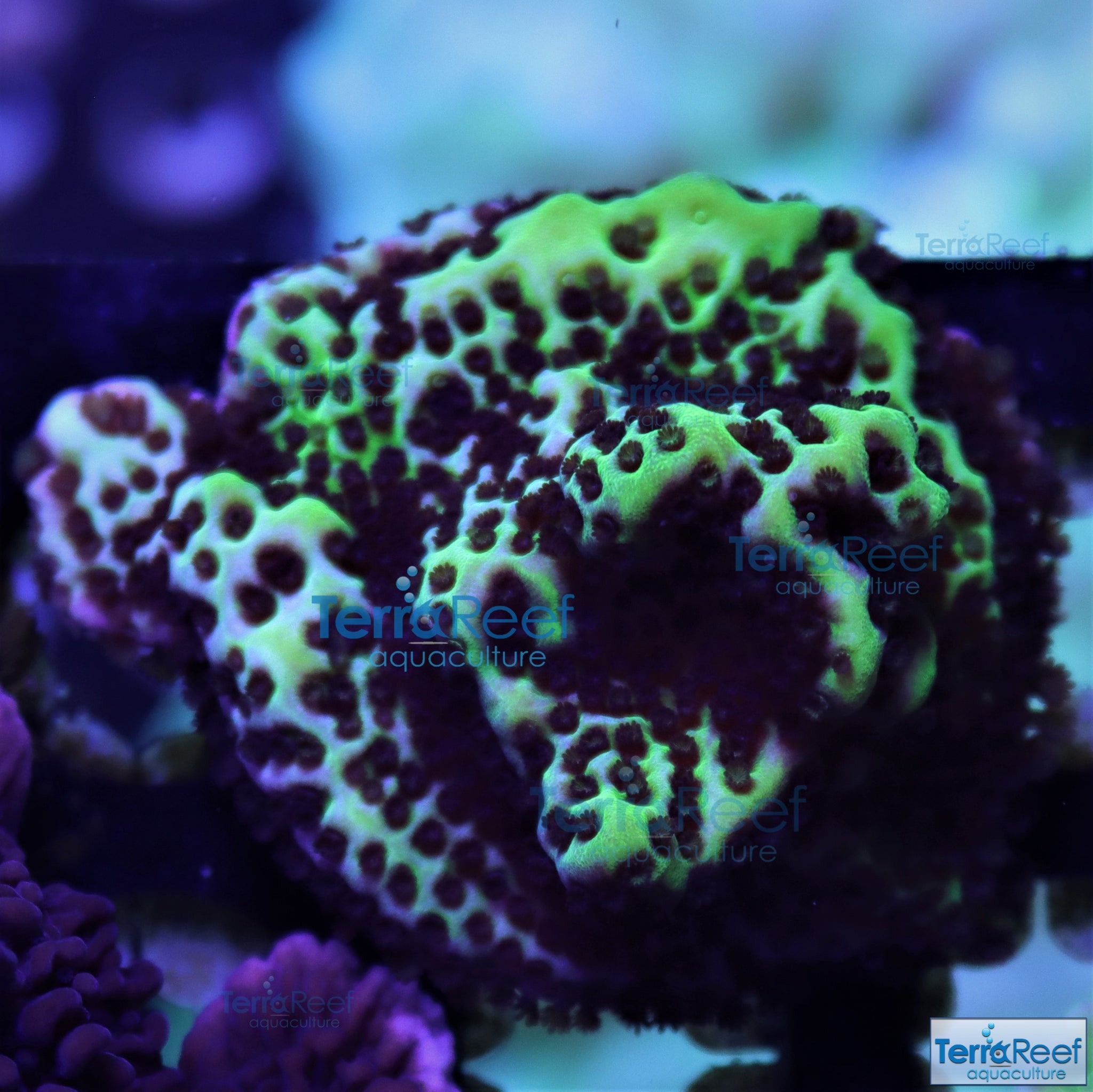 Montipora spongodes WYSIWYG Frag 14 OStock
