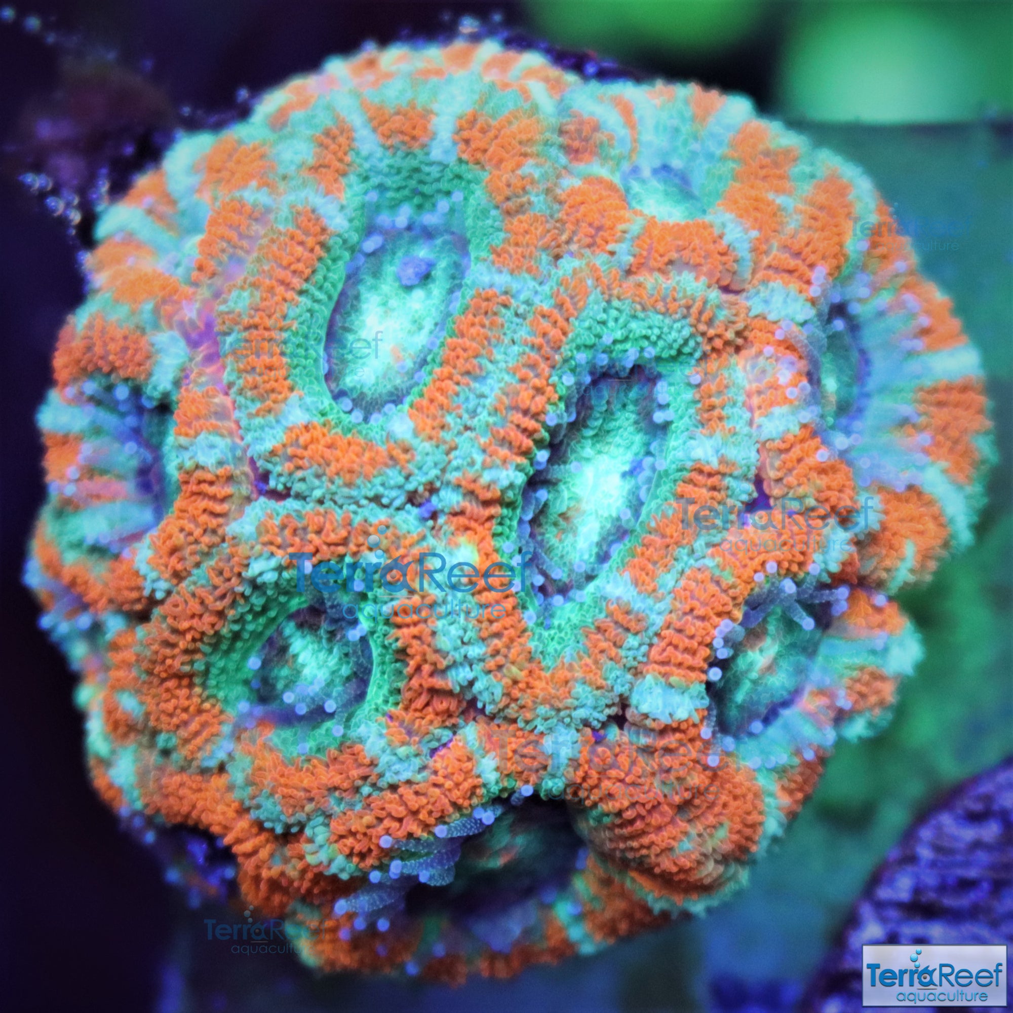 Raging Storm Micromussa "Acan lord" coral stock