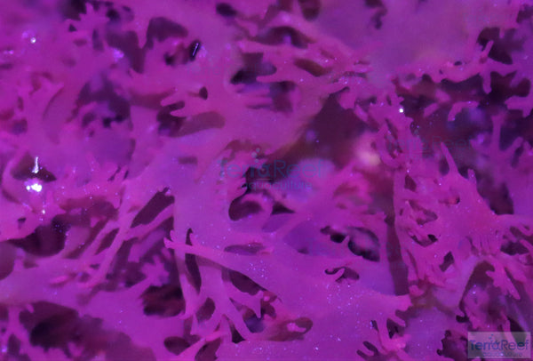 Gracilaria Macro Algae