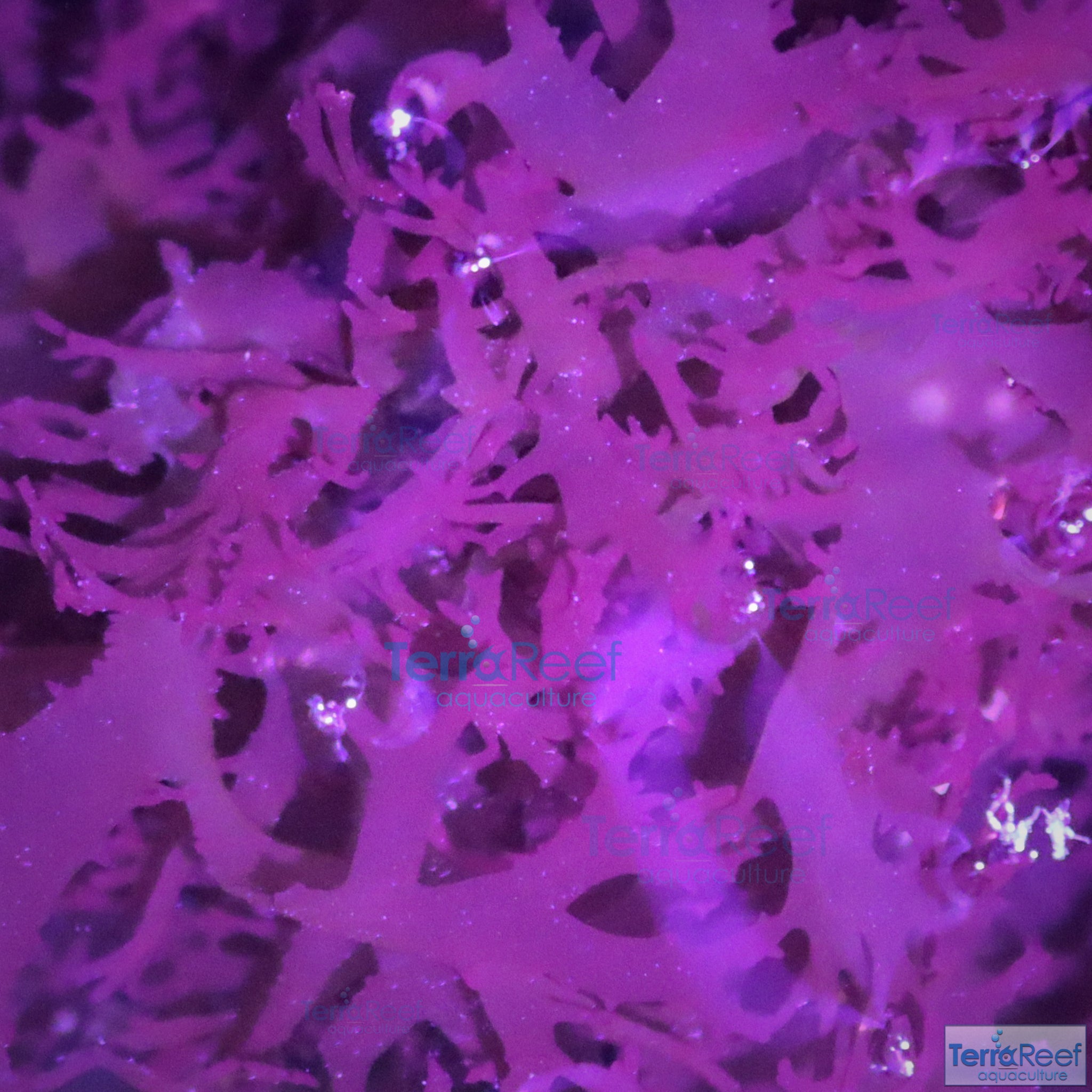Dragons Macro Algae
