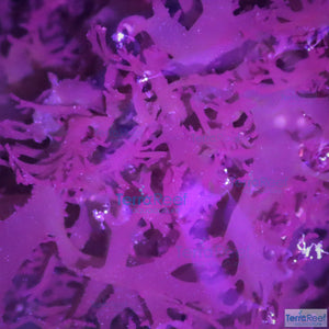 Dragons Macro Algae
