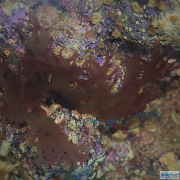 Gracilaria Macro Algae