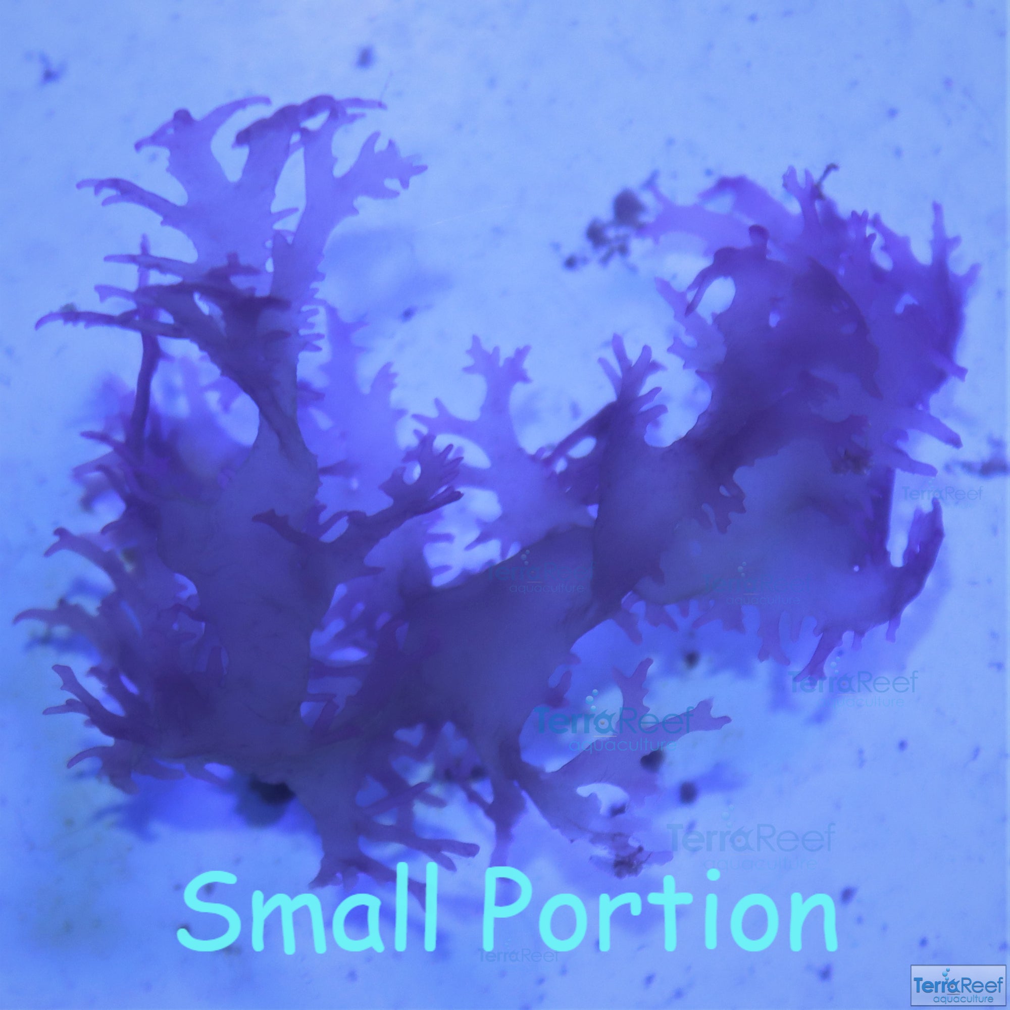 Gracilaria Macro Algae