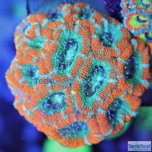 Raging Storm Micromussa coral
