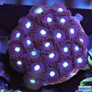 Mint Chocolate Chip Zoanthid WYSIWYG Frag 36