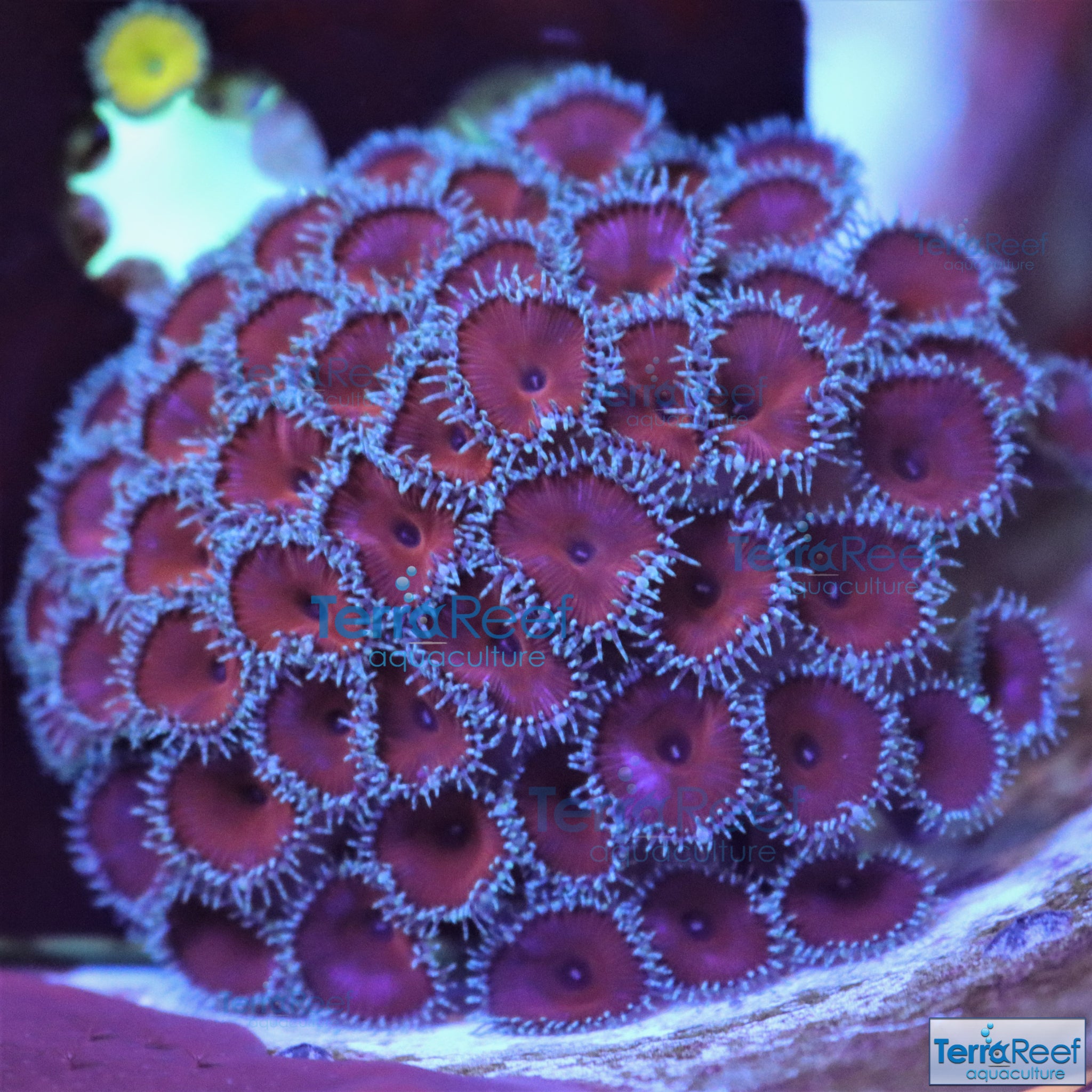 Purple Death Paly WYSIWYG Frag 29