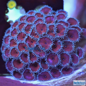 Purple Death Paly WYSIWYG Frag 29