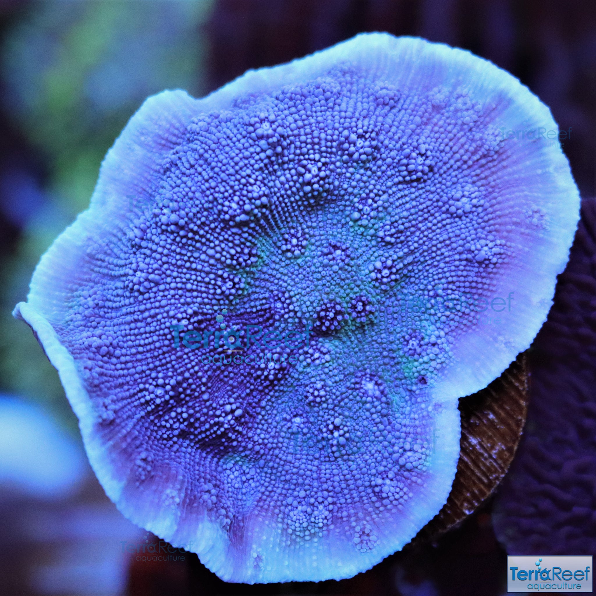 ORA Blue Chalice (Echinopora sp.) WYSIWYG Frag 19