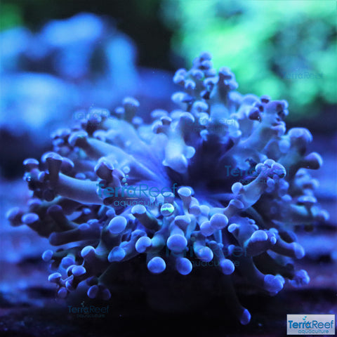 TerraReef Sweet Purple Frogspawn Coral WYSIWYG 5T80