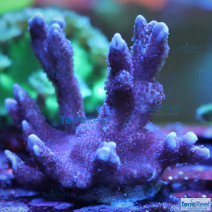 Purple Montipora digitata "Digi" Coral WYSIWYG Frag 9