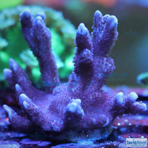 Purple Montipora digitata "Digi" Coral WYSIWYG Frag 9