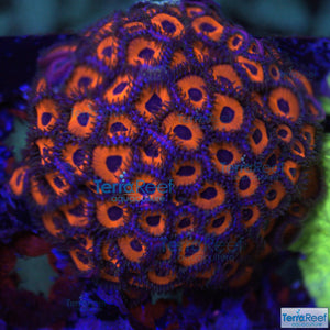 Red Zoanthids Coral WYSIWYG Frag 22
