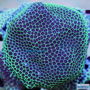 Sand Dollar coral WYSIWYG Frag 4