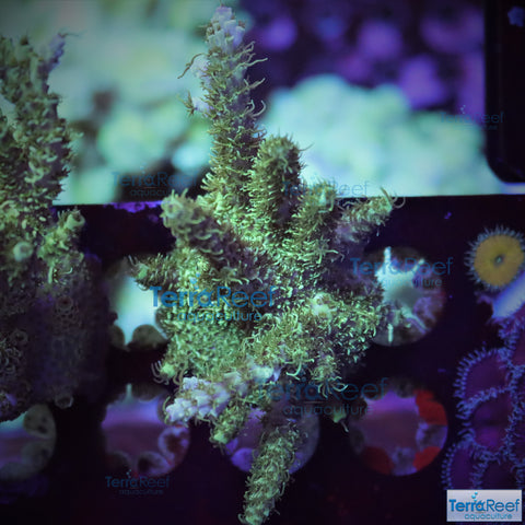 Frilly Green Acropora Acro Coral WYSIWYG Frag 20BST_Right