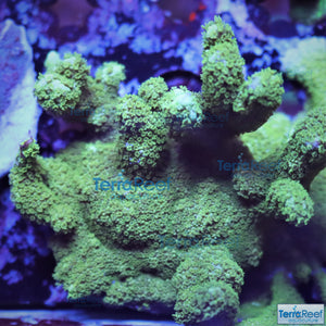 Green Montipora digi Frag WYSIWYG Frag 12