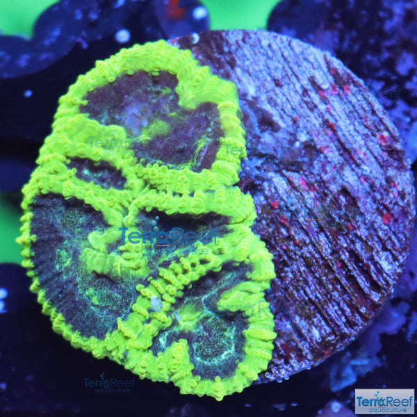 Green Brain Favia Favites Coral Frag WYSIWYG Frag 33 Tiny
